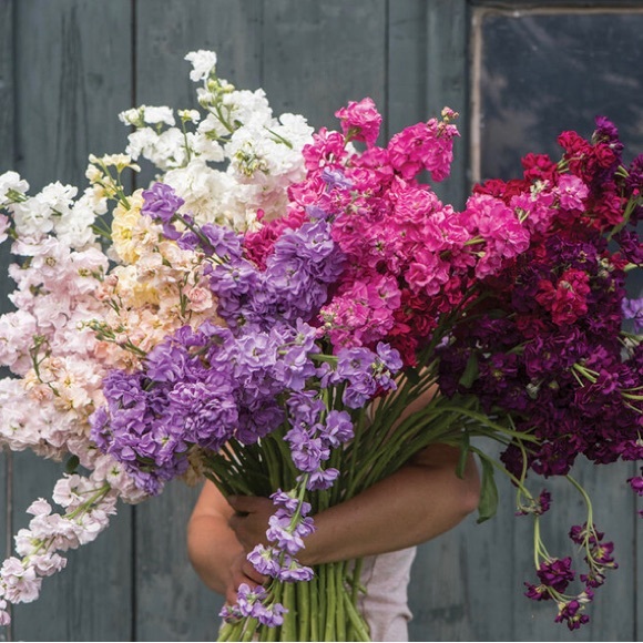 Meet your Posher - Picture 1 of 1